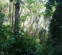 Terreno rural área verde