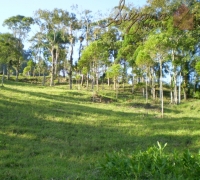 Terreno rural 20.000m²